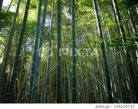 京都　嵯峨野の竹林 134220712