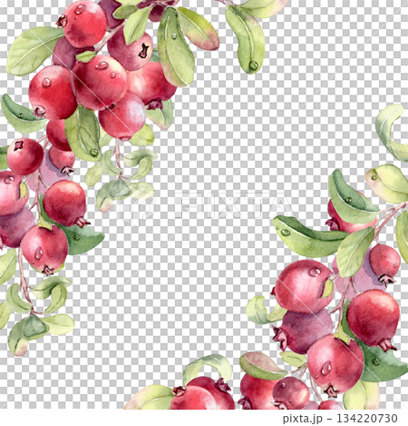 Watercolor of fresh ripe red fruits and green leaves with water drops on white background. Lingonberry clusters hand drawn for card design. Corner frame with superfood cowberries illustration. Watercolor of fresh ripe red fruits and green leaves with water drops on white background. Lingonberry clusters hand drawn for card design. Corner frame with superfood cowberries illustration. 134220730