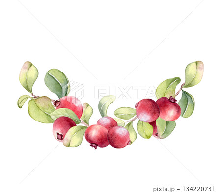 Watercolor cranberry plant with red berries and green leaves in semicircle isolated on white background. Berry vibrant wreath for greeting card, food packaging, and natural design. Cowberries artwork. Watercolor cranberry plant with red berries and green leaves in semicircle isolated on white background. Berry vibrant wreath for greeting card, food packaging, and natural design. Cowberries artwork. 134220731