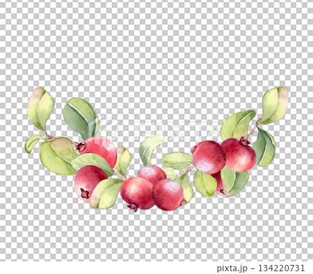 Watercolor cranberry plant with red berries and green leaves in semicircle isolated on white background. Berry vibrant wreath for greeting card, food packaging, and natural design. Cowberries artwork. Watercolor cranberry plant with red berries and green leaves in semicircle isolated on white background. Berry vibrant wreath for greeting card, food packaging, and natural design. Cowberries artwork. 134220731