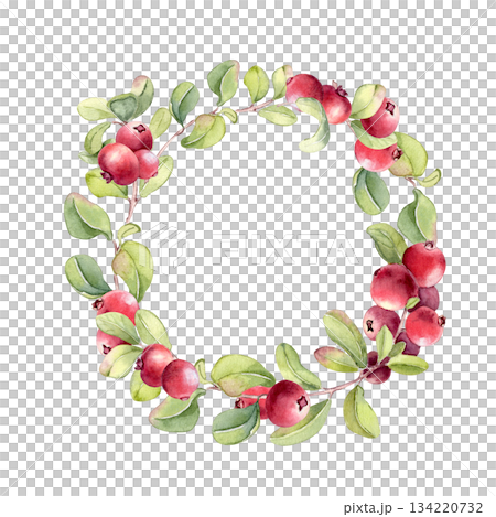 Cranberry wreath on white background. Watercolor illustration of fresh red berry fruit hand painted. Lingonberry drawing for food packaging, label, or recipe card design. Frame of fresh vibrant ripe. Cranberry wreath on white background. Watercolor illustration of fresh red berry fruit hand painted. Lingonberry drawing for food packaging, label, or recipe card design. Frame of fresh vibrant ripe. 134220732