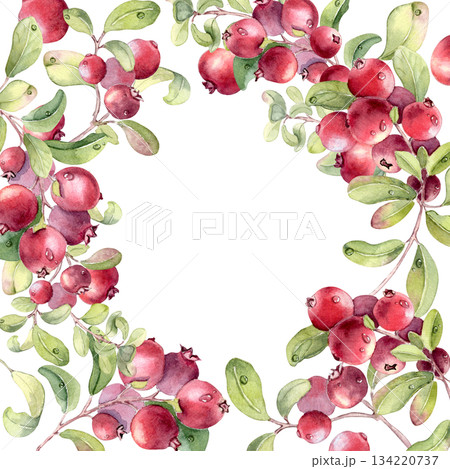 Watercolor illustration of a lingonberry branch isolated on white. Botanical frame with clusters of red berries and soft green leaves hand drawn. Border for bright summer designs or fruit artwork. 134220737