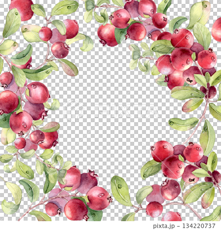 Watercolor illustration of a lingonberry branch isolated on white. Botanical frame with clusters of red berries and soft green leaves hand drawn. Border for bright summer designs or fruit artwork. 134220737