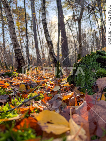 Peaceful forest setting during autumn with vibrant foliage and soft light Peaceful forest setting during autumn with vibrant foliage and soft light 134220831