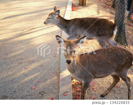 奈良の東大寺の鹿 紅葉 奈良の東大寺の鹿 紅葉 134220835
