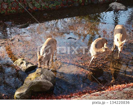 奈良の東大寺の鹿 紅葉 奈良の東大寺の鹿 紅葉 134220836
