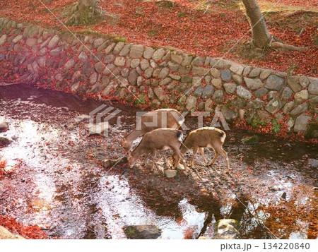 奈良の東大寺の鹿　紅葉 134220840