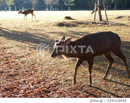 奈良の東大寺の鹿 紅葉 奈良の東大寺の鹿 紅葉 134220842