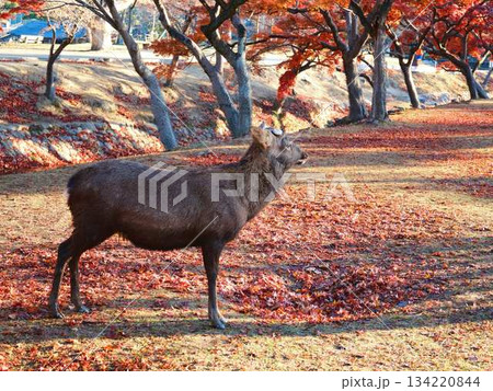 奈良の東大寺の鹿　紅葉 134220844