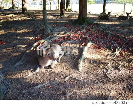 奈良の東大寺の鹿　紅葉 134220853