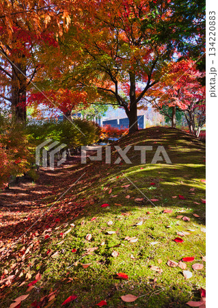 紅葉を迎えた市立美術館 紅葉を迎えた市立美術館 134220883
