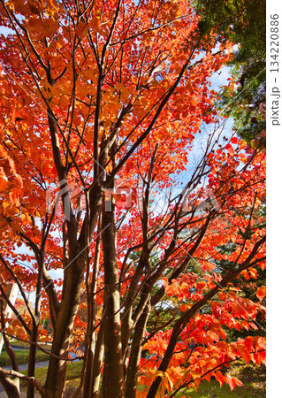 紅葉を迎えた市立美術館 134220886