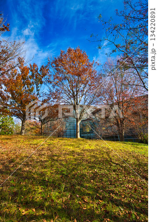 紅葉を迎えた市立美術館 134220891