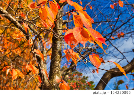 紅葉を迎えた市立美術館 紅葉を迎えた市立美術館 134220896