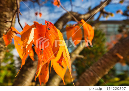 紅葉を迎えた市立美術館 紅葉を迎えた市立美術館 134220897