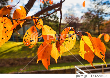 紅葉を迎えた市立美術館 134220898