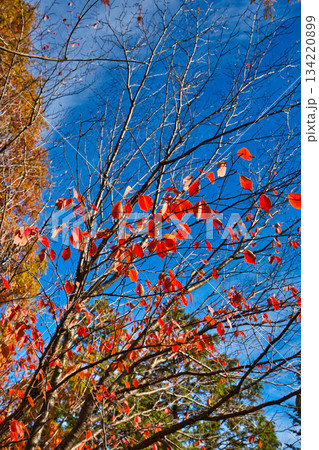 紅葉を迎えた市立美術館 134220899