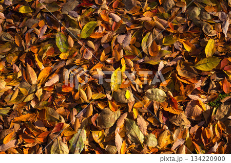 紅葉を迎えた市立美術館 134220900