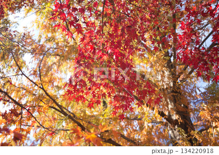 紅葉を迎えた市立美術館 紅葉を迎えた市立美術館 134220918