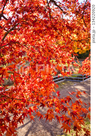 紅葉を迎えた市立美術館 134220920