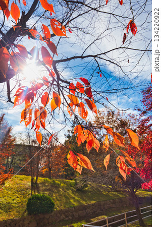 紅葉を迎えた市立美術館 134220922