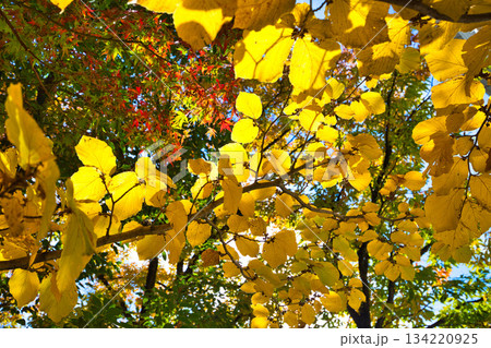 紅葉を迎えた市立美術館 紅葉を迎えた市立美術館 134220925