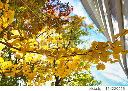 紅葉を迎えた市立美術館 134220926