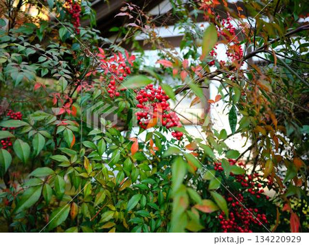 ナンテン 134220929