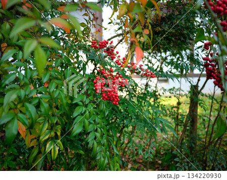 ナンテン 134220930