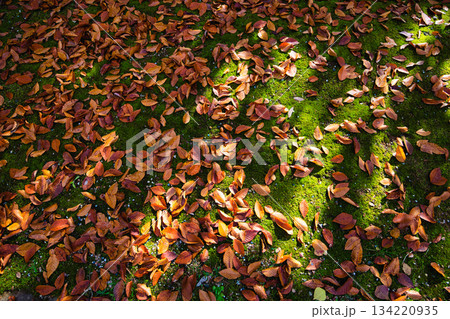 紅葉を迎えた市立美術館 紅葉を迎えた市立美術館 134220935
