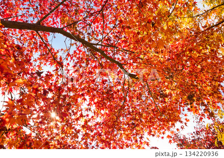 紅葉を迎えた市立美術館 紅葉を迎えた市立美術館 134220936