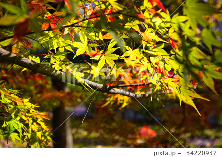 紅葉を迎えた市立美術館 紅葉を迎えた市立美術館 134220937