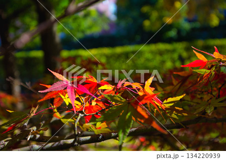 紅葉を迎えた市立美術館 134220939