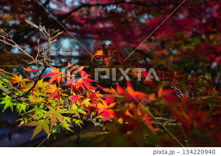 紅葉を迎えた市立美術館 134220940