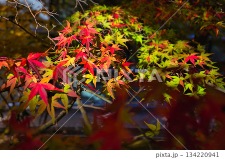紅葉を迎えた市立美術館 134220941