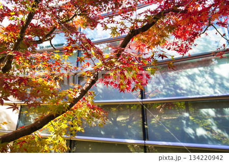 紅葉を迎えた市立美術館 134220942