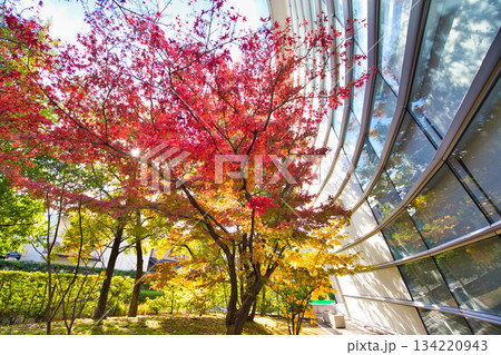 紅葉を迎えた市立美術館 紅葉を迎えた市立美術館 134220943