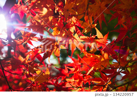 紅葉を迎えた市立美術館 紅葉を迎えた市立美術館 134220957