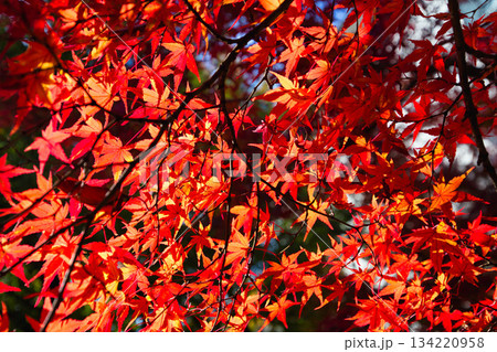 紅葉を迎えた市立美術館 紅葉を迎えた市立美術館 134220958