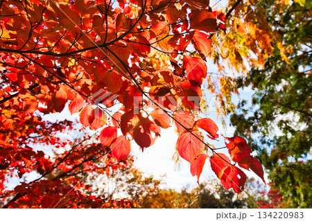 紅葉を迎えた市立美術館 紅葉を迎えた市立美術館 134220983