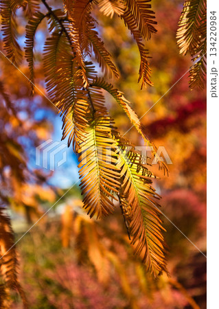 紅葉を迎えた市立美術館 134220984