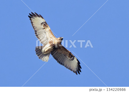 冬晴れに飛ぶノスリ 134220986