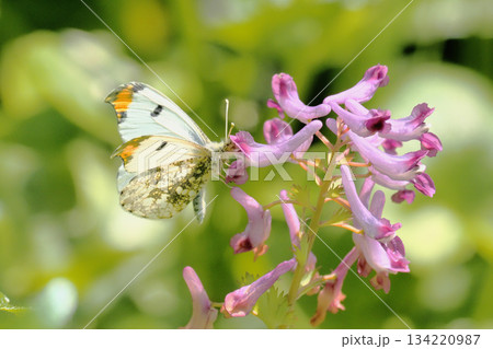 ムラサキケマンの花に止まるツマキチョウ(オス) ムラサキケマンの花に止まるツマキチョウ(オス) 134220987