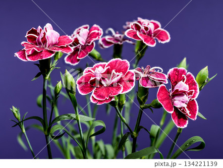 Deep crimson and pink carnations contrasting a dramatic purple background Deep crimson and pink carnations contrasting a dramatic purple background 134221139