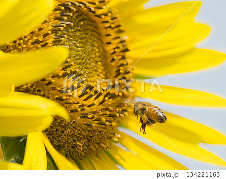 ひまわりの蜜を集めるミツバチ 134221163