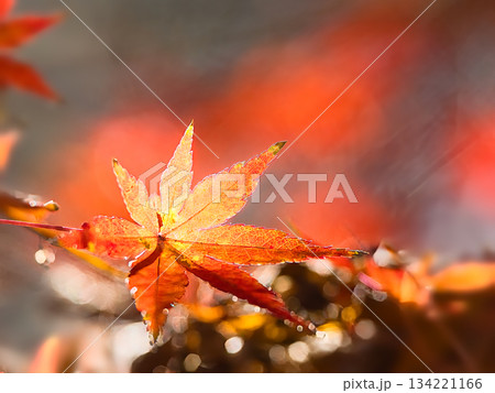 紅葉の紅葉 134221166