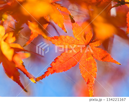 紅葉したモミジ 134221167