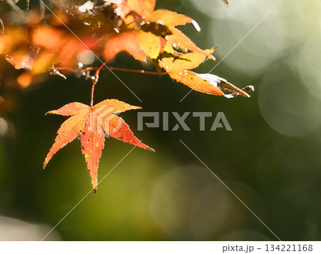 紅葉したモミジ 134221168