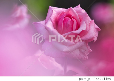 ピンク色の薔薇の花 134221169