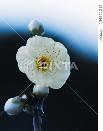 朝日を浴びて生き生きと幻想的に浮かび上がった梅の花 134221212